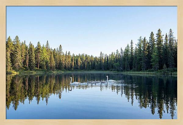 Trumpeter Swan Family Serenity