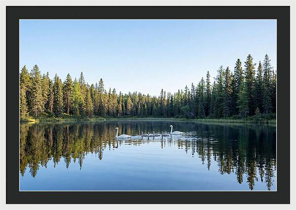 Trumpeter Swan Family Serenity