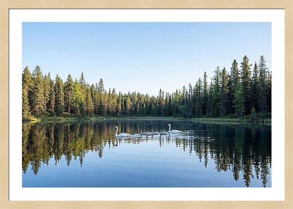 Trumpeter Swan Family Serenity