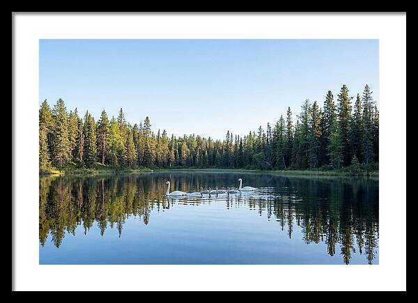Trumpeter Swan Family Serenity