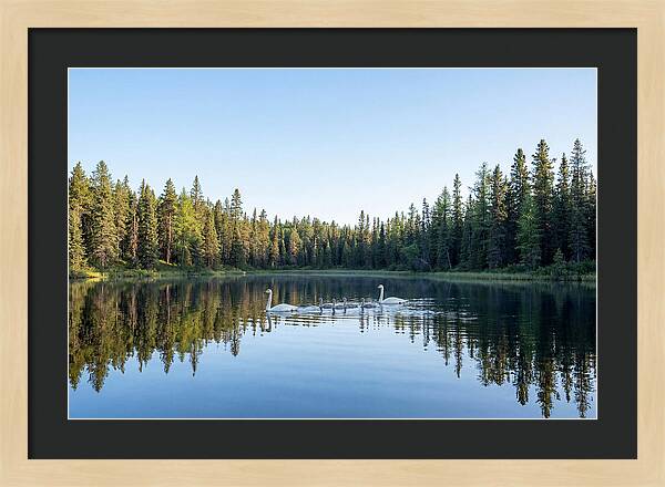 Trumpeter Swan Family Serenity