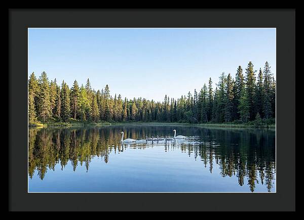 Trumpeter Swan Family Serenity