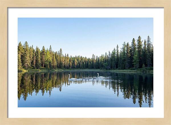Trumpeter Swan Family Serenity