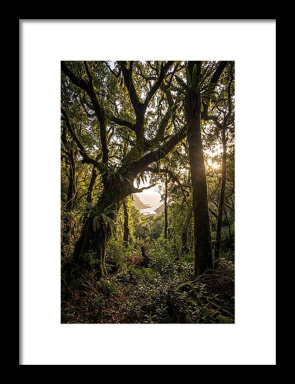 Tsitsikamma Forest Canopy At Golden Hour