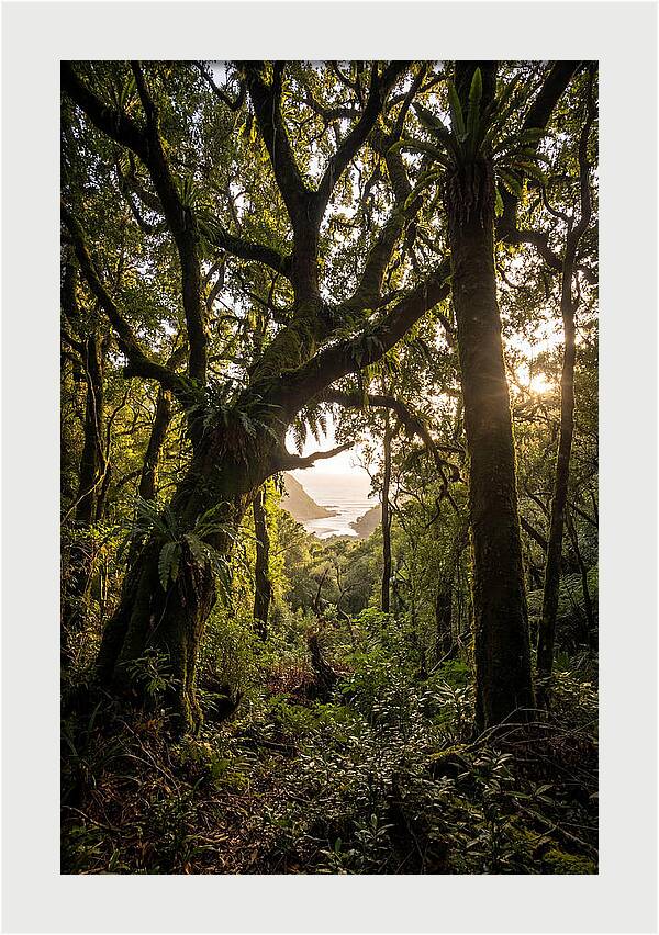 Tsitsikamma Forest Canopy At Golden Hour