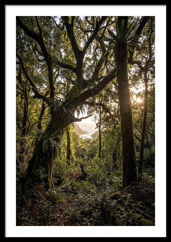 Tsitsikamma Forest Canopy At Golden Hour