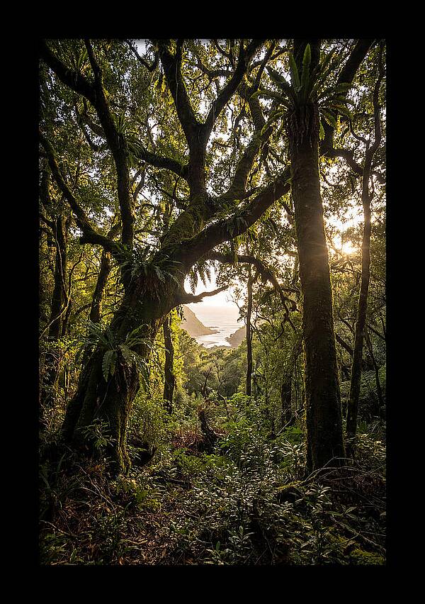 Tsitsikamma Forest Canopy At Golden Hour