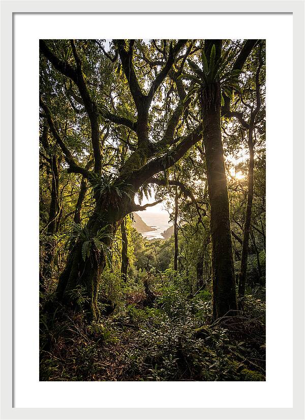 Tsitsikamma Forest Canopy At Golden Hour