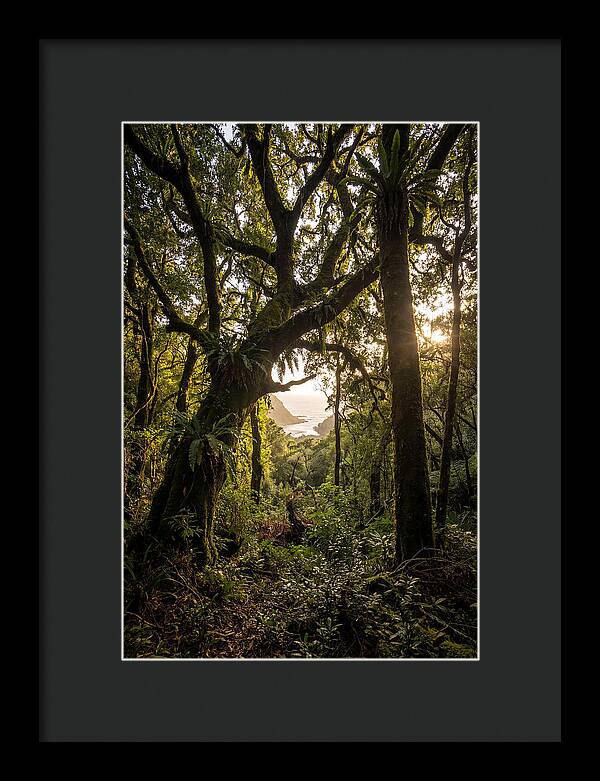 Tsitsikamma Forest Canopy At Golden Hour