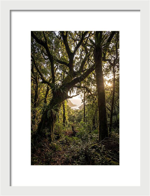 Tsitsikamma Forest Canopy At Golden Hour