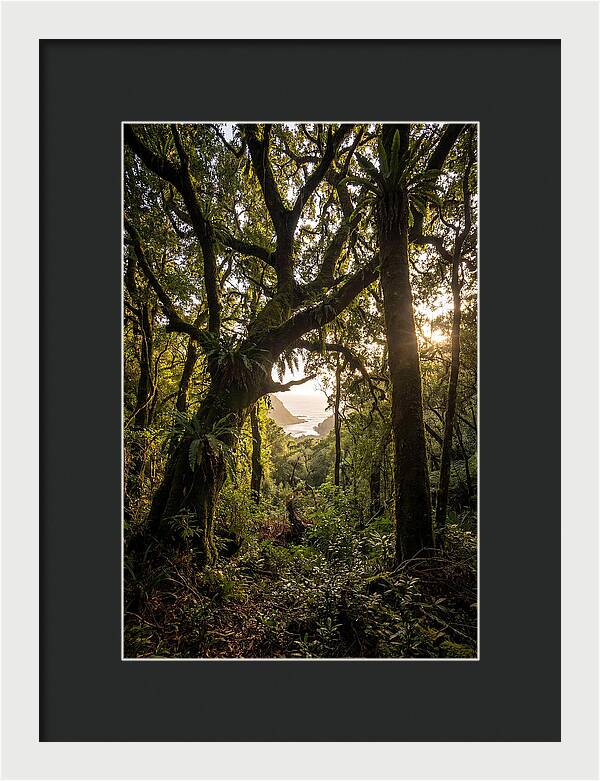 Tsitsikamma Forest Canopy At Golden Hour
