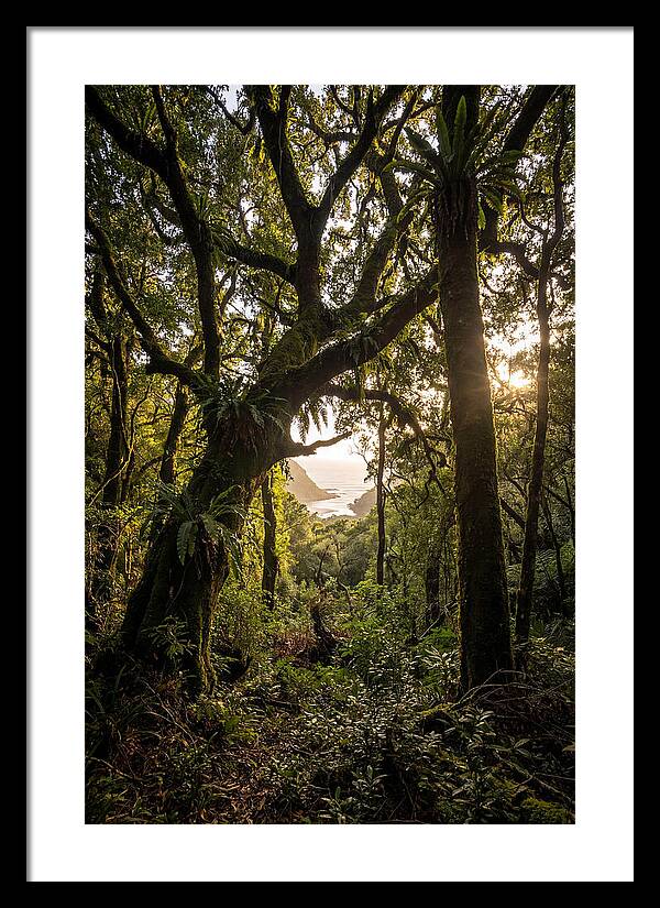 Tsitsikamma Forest Canopy At Golden Hour