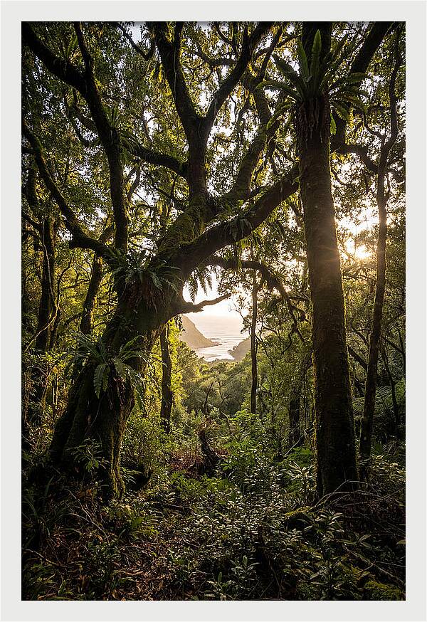 Tsitsikamma Forest Canopy At Golden Hour