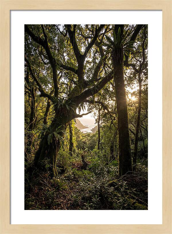 Tsitsikamma Forest Canopy At Golden Hour