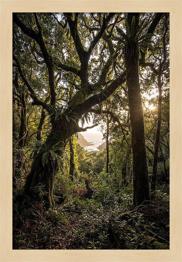 Tsitsikamma Forest Canopy At Golden Hour