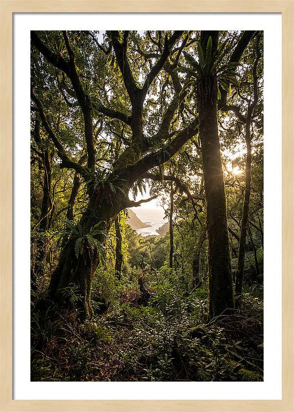 Tsitsikamma Forest Canopy At Golden Hour