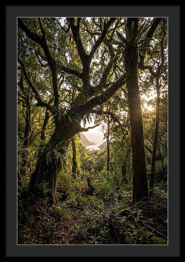 Tsitsikamma Forest Canopy At Golden Hour
