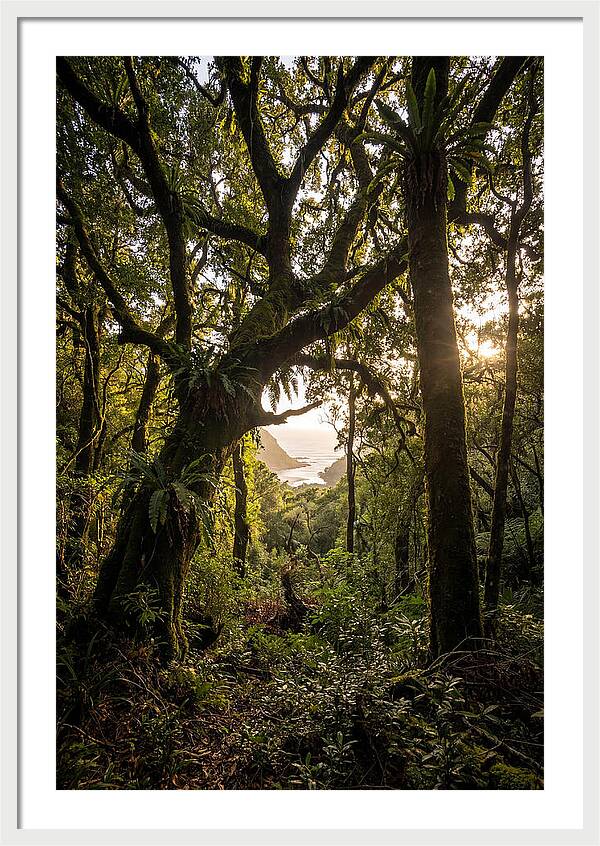 Tsitsikamma Forest Canopy At Golden Hour