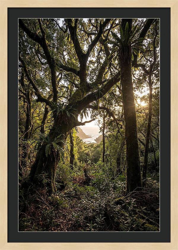 Tsitsikamma Forest Canopy At Golden Hour