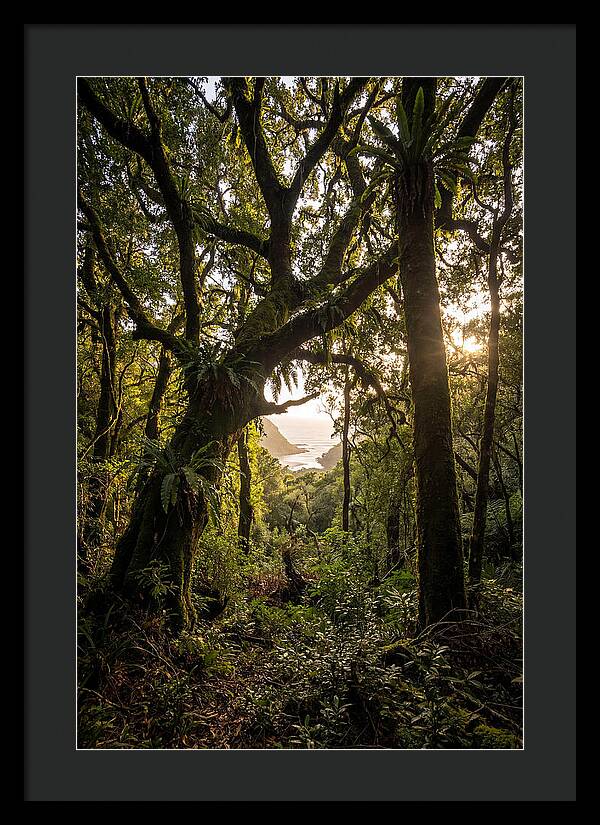 Tsitsikamma Forest Canopy At Golden Hour
