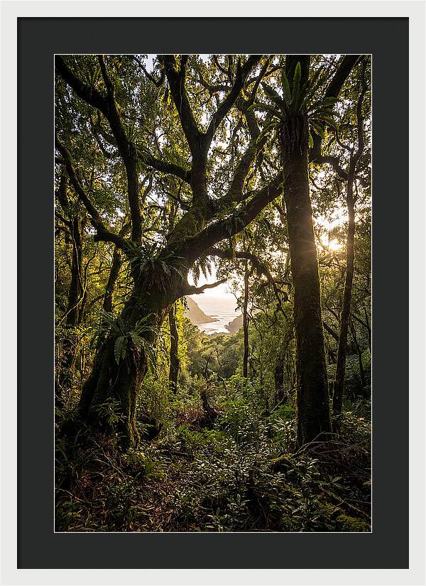 Tsitsikamma Forest Canopy At Golden Hour