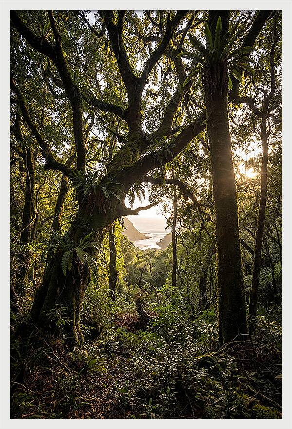Tsitsikamma Forest Canopy At Golden Hour