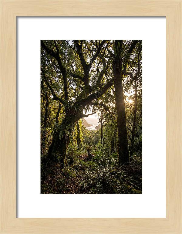 Tsitsikamma Forest Canopy At Golden Hour