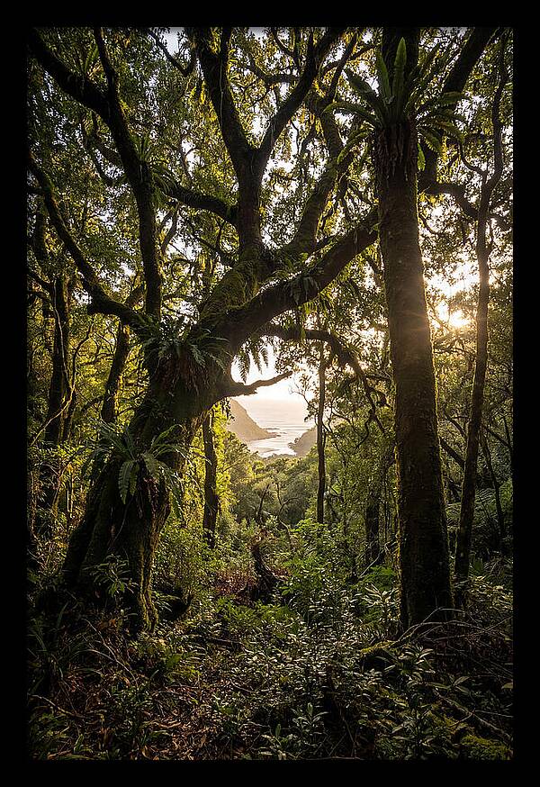 Tsitsikamma Forest Canopy At Golden Hour