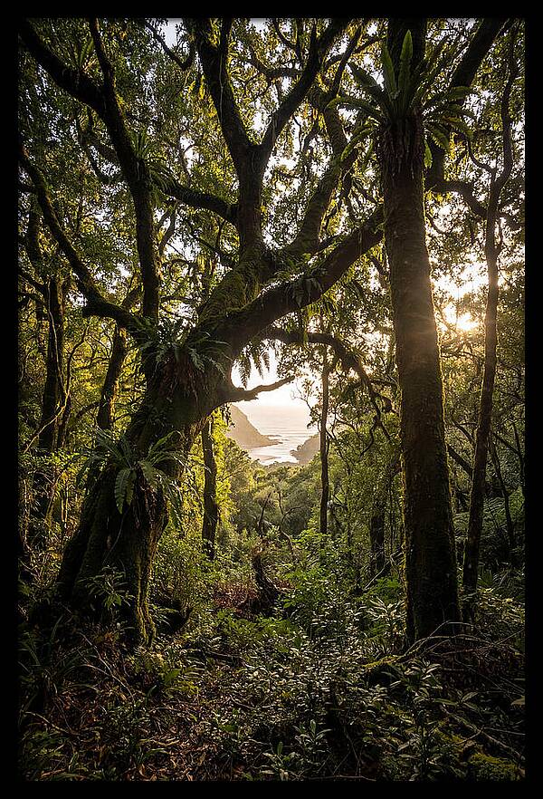 Tsitsikamma Forest Canopy At Golden Hour