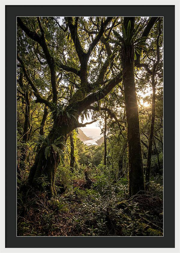 Tsitsikamma Forest Canopy At Golden Hour