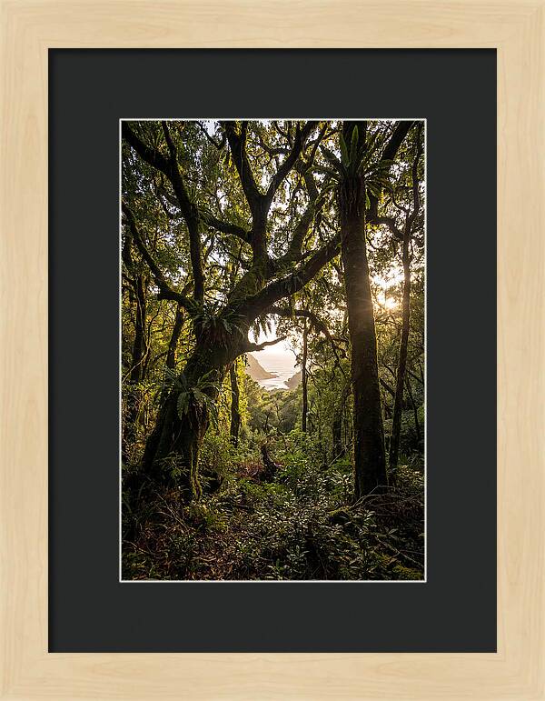 Tsitsikamma Forest Canopy At Golden Hour