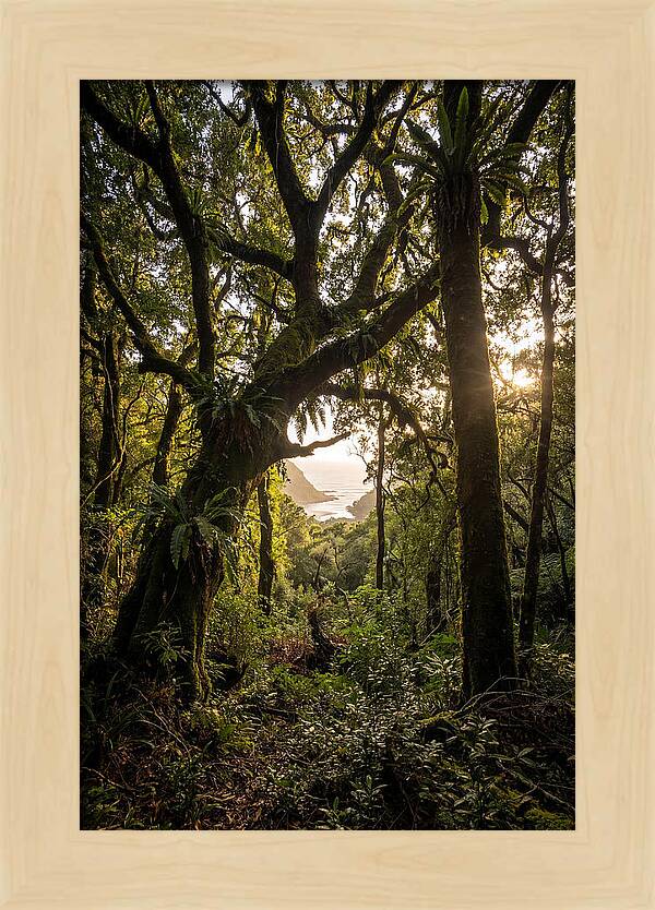 Tsitsikamma Forest Canopy At Golden Hour