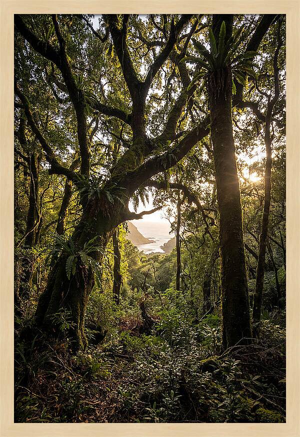 Tsitsikamma Forest Canopy At Golden Hour