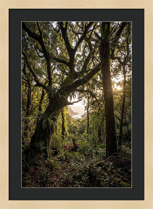 Tsitsikamma Forest Canopy At Golden Hour