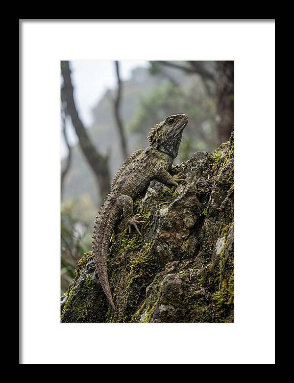 Tuatara On Rocky Outcrop