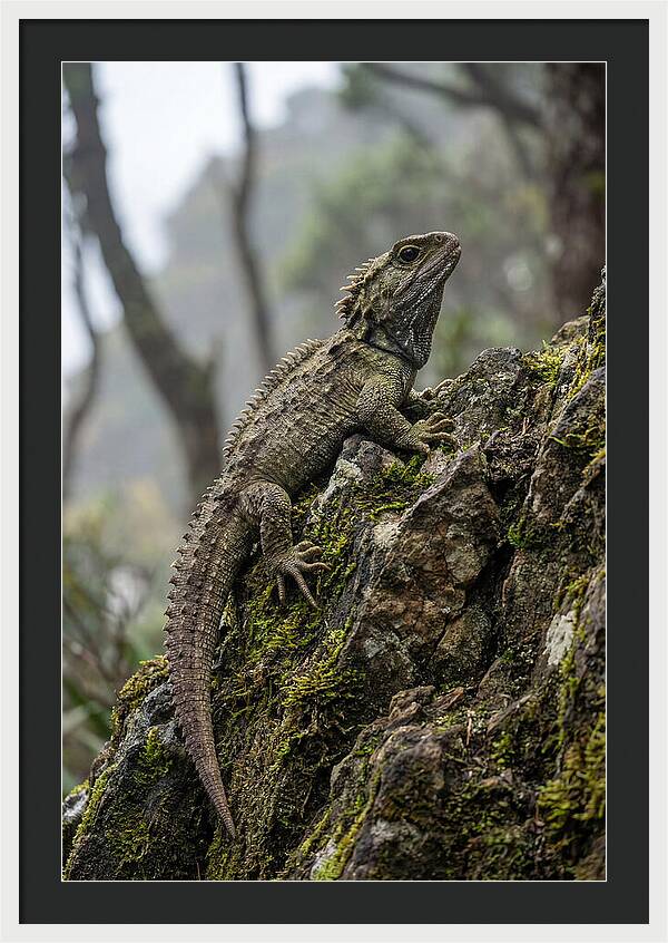 Tuatara On Rocky Outcrop