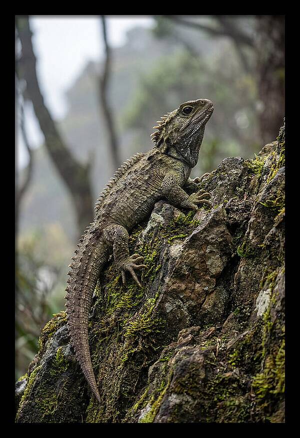 Tuatara On Rocky Outcrop
