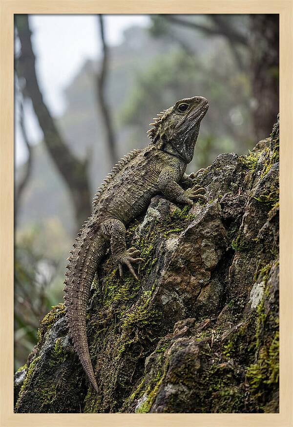 Tuatara On Rocky Outcrop