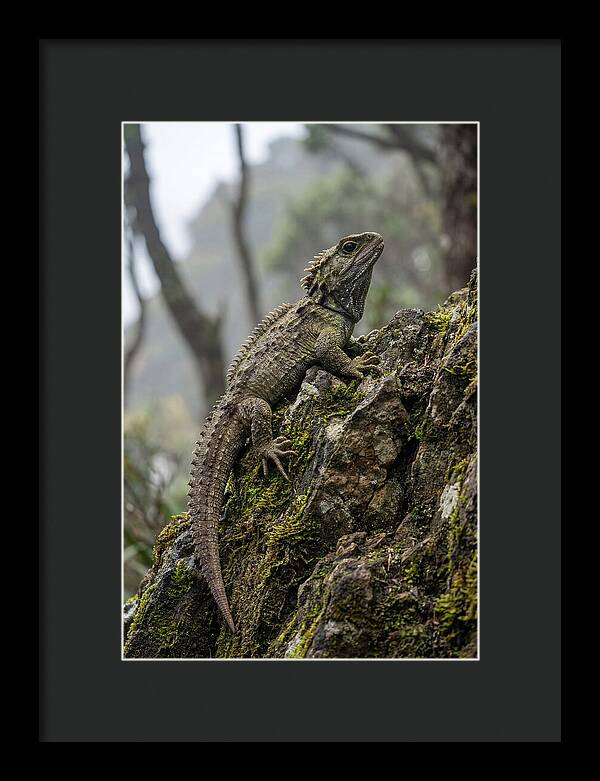 Tuatara On Rocky Outcrop