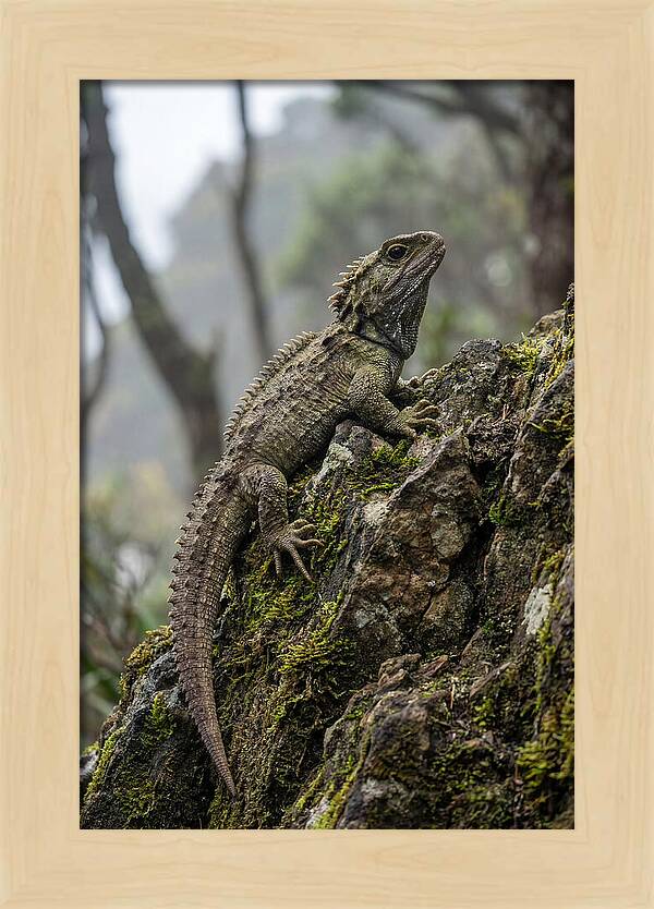 Tuatara On Rocky Outcrop