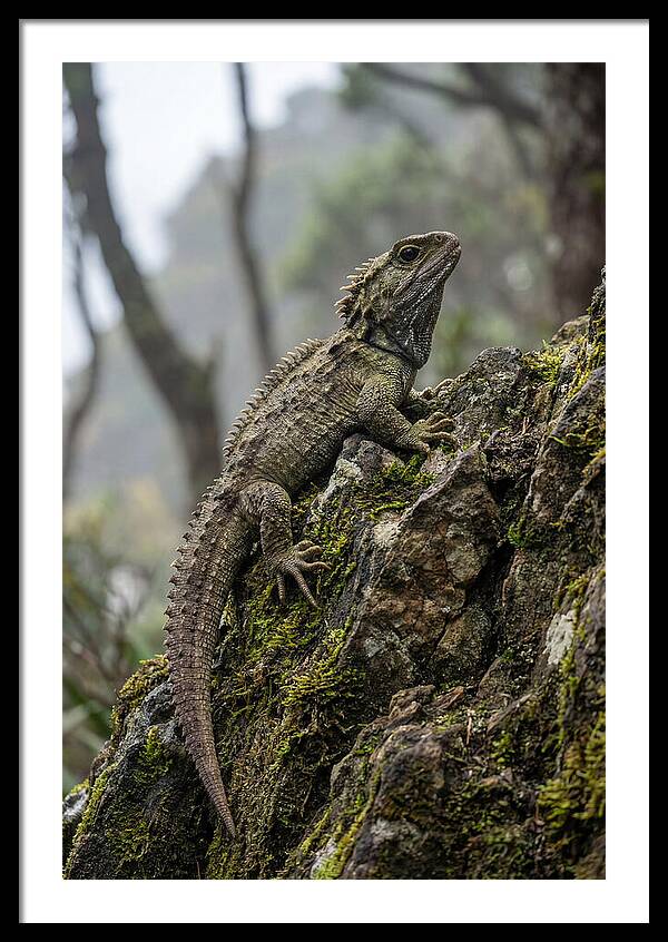 Tuatara On Rocky Outcrop