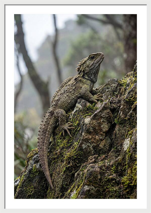 Tuatara On Rocky Outcrop