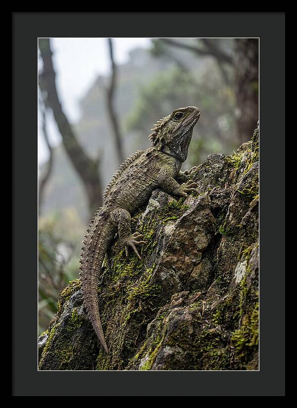 Tuatara On Rocky Outcrop