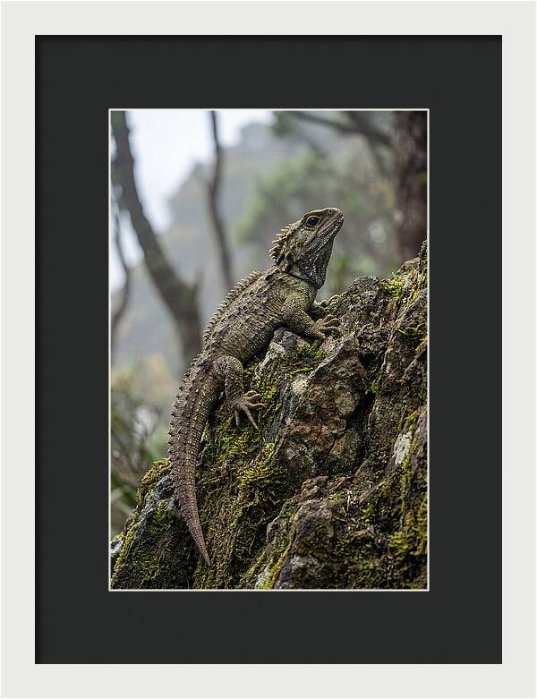 Tuatara On Rocky Outcrop