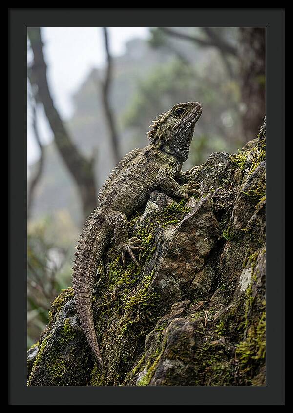 Tuatara On Rocky Outcrop