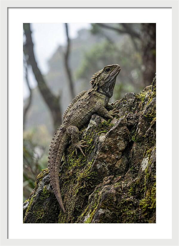 Tuatara On Rocky Outcrop