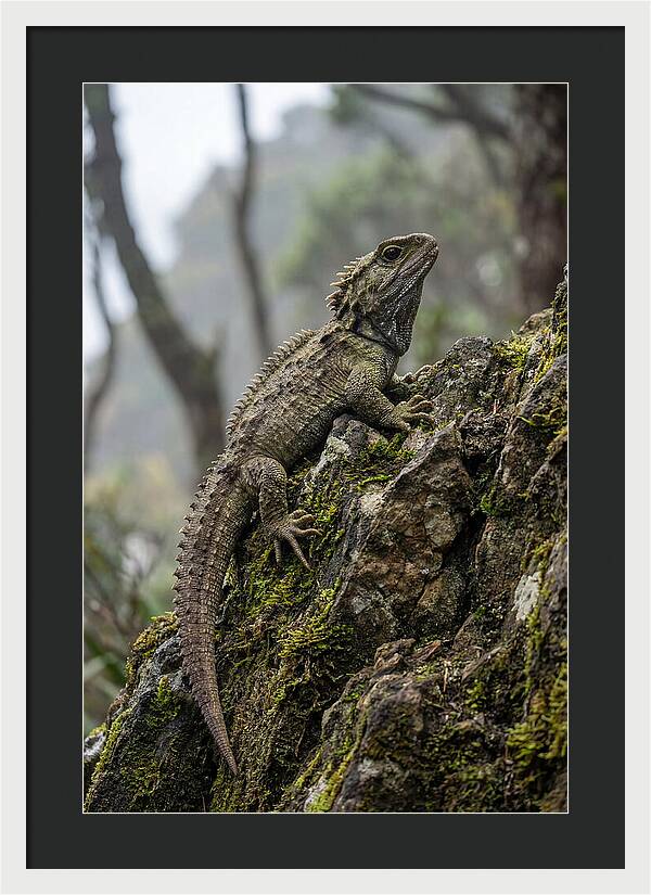 Tuatara On Rocky Outcrop