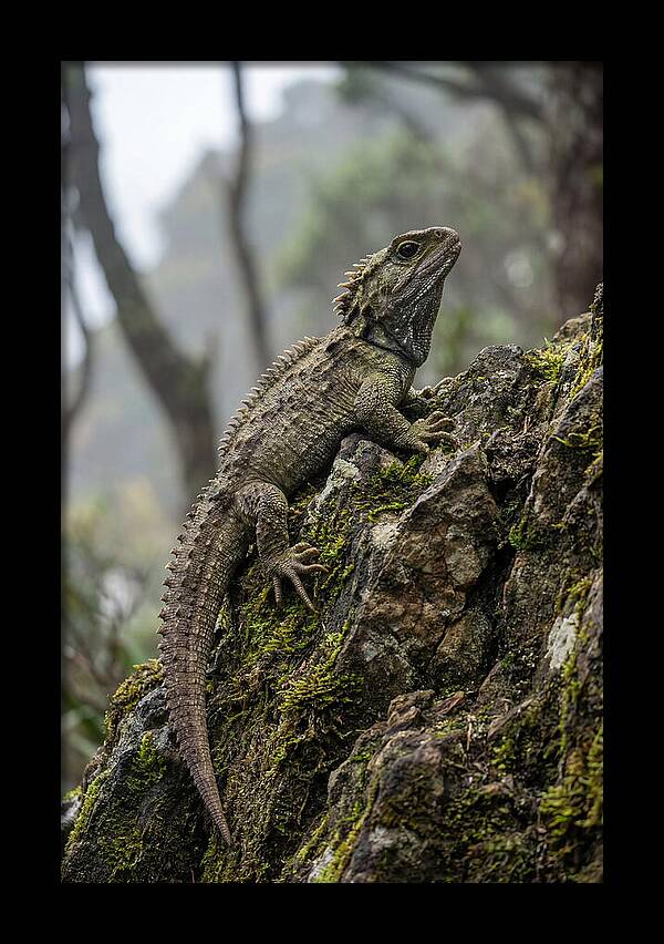 Tuatara On Rocky Outcrop