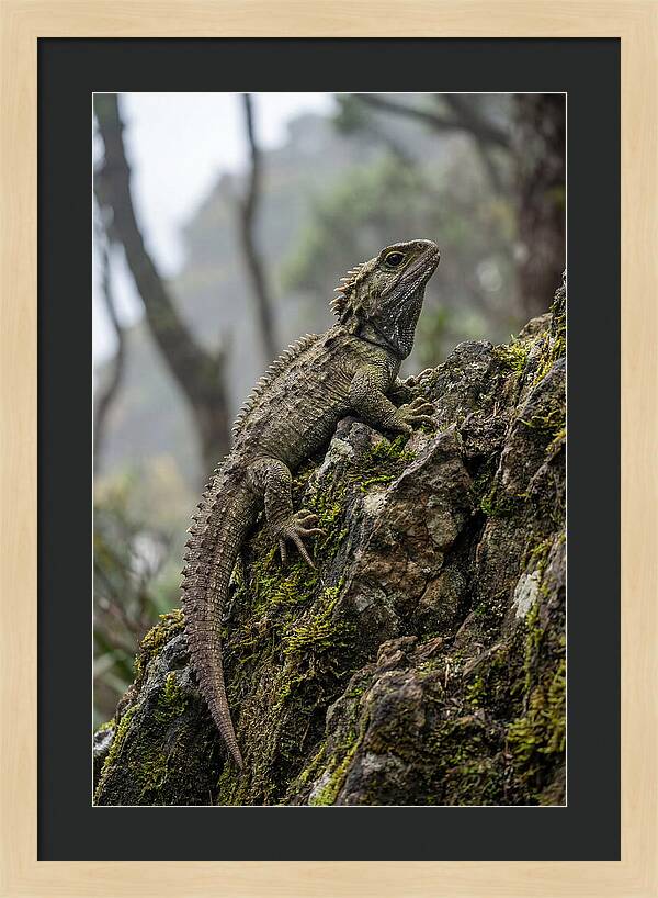 Tuatara On Rocky Outcrop