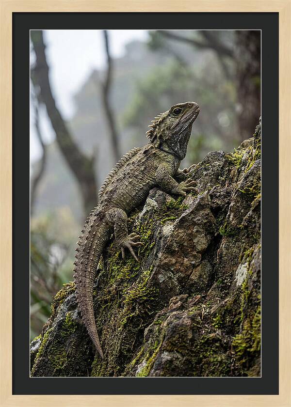 Tuatara On Rocky Outcrop